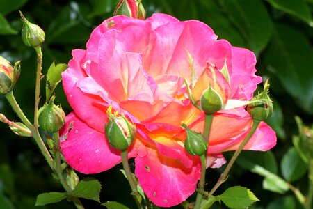 Garden color pink petals photo