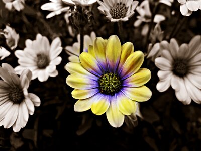 Nature the delicacy plant