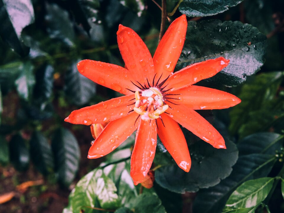 Floral garden spring