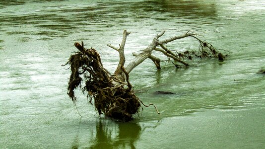 Wood cut trunk water