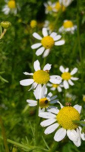 Flower medicinal herb