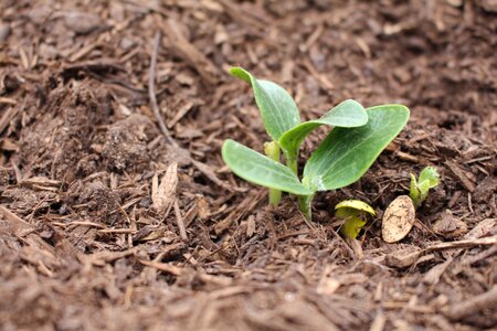 Garden soil growth photo