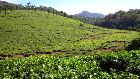 Green landscape tea