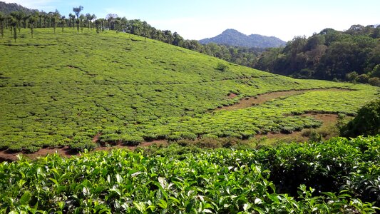 Green landscape tea photo