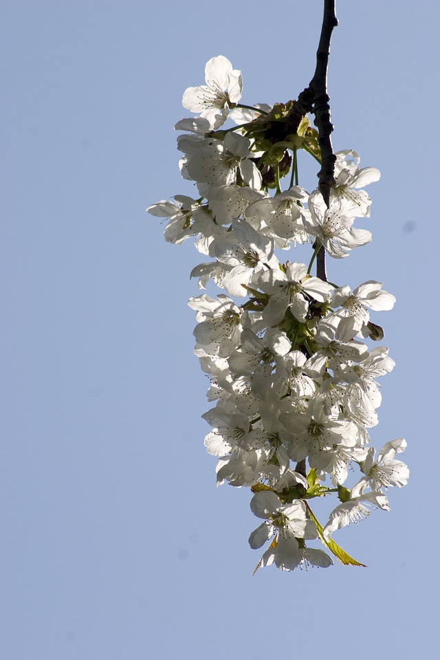 Bloom cherry cherry tree