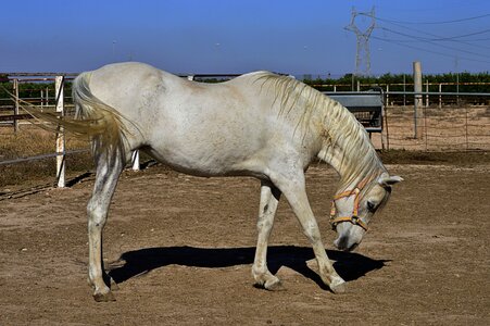 Arabian horse animal crin photo