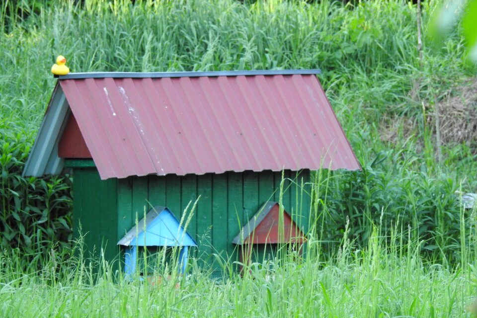 Distributional effects beekeeping bee