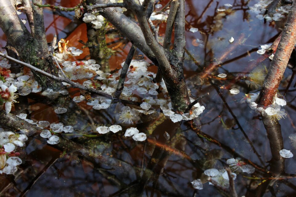 Plum spring plum tree
