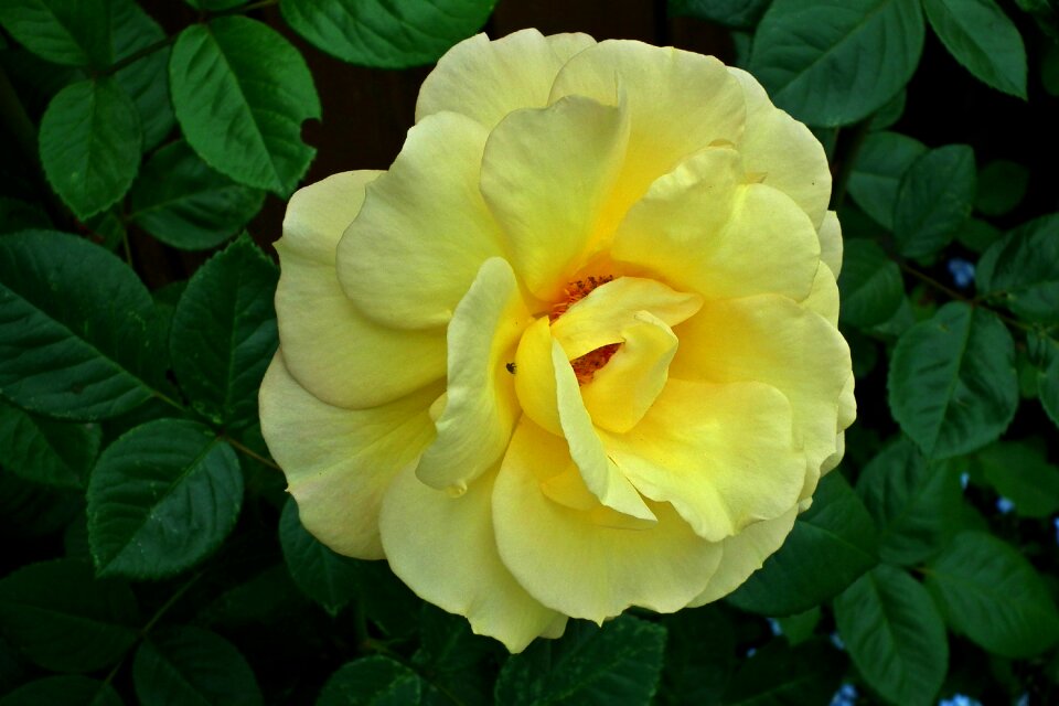 Petal of a rose garden nature