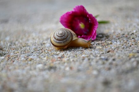 Flower slow crawl