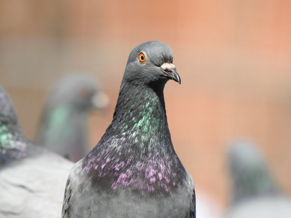 Plumage animal nature photo