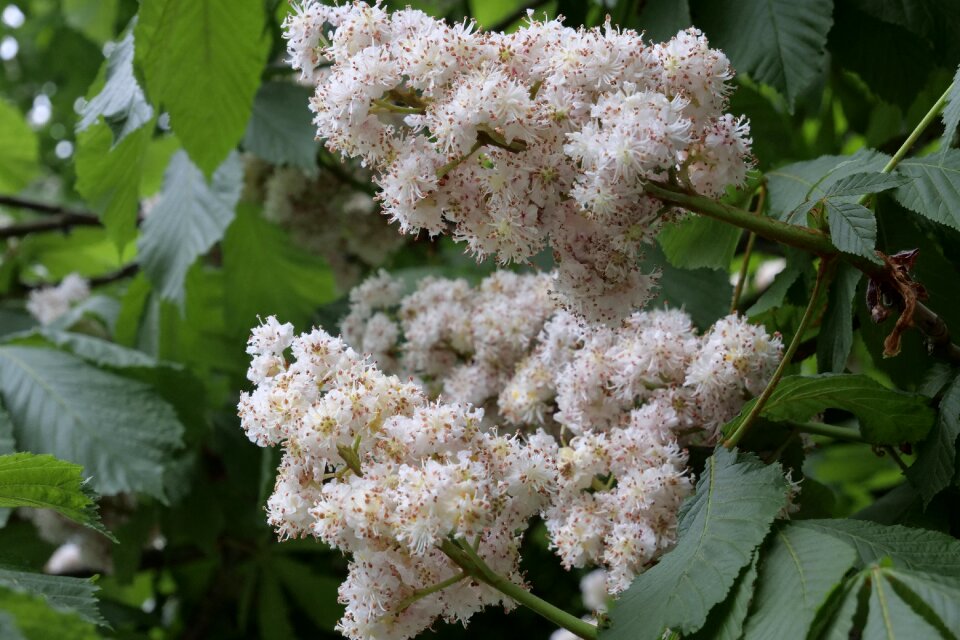 Buckeye blossom bloom