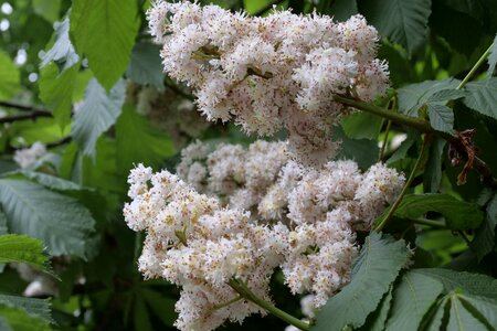 Buckeye blossom bloom