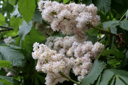 Buckeye blossom bloom photo