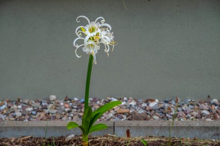 Bloom steep stones