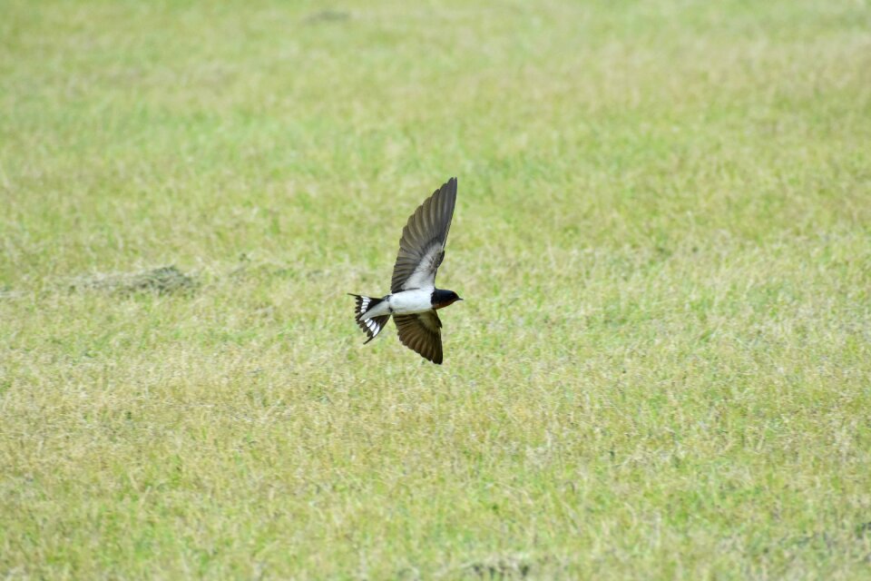 Bird wild birds yan