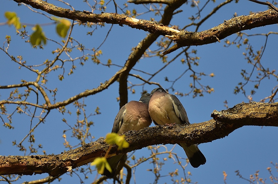 Twosome birds animals