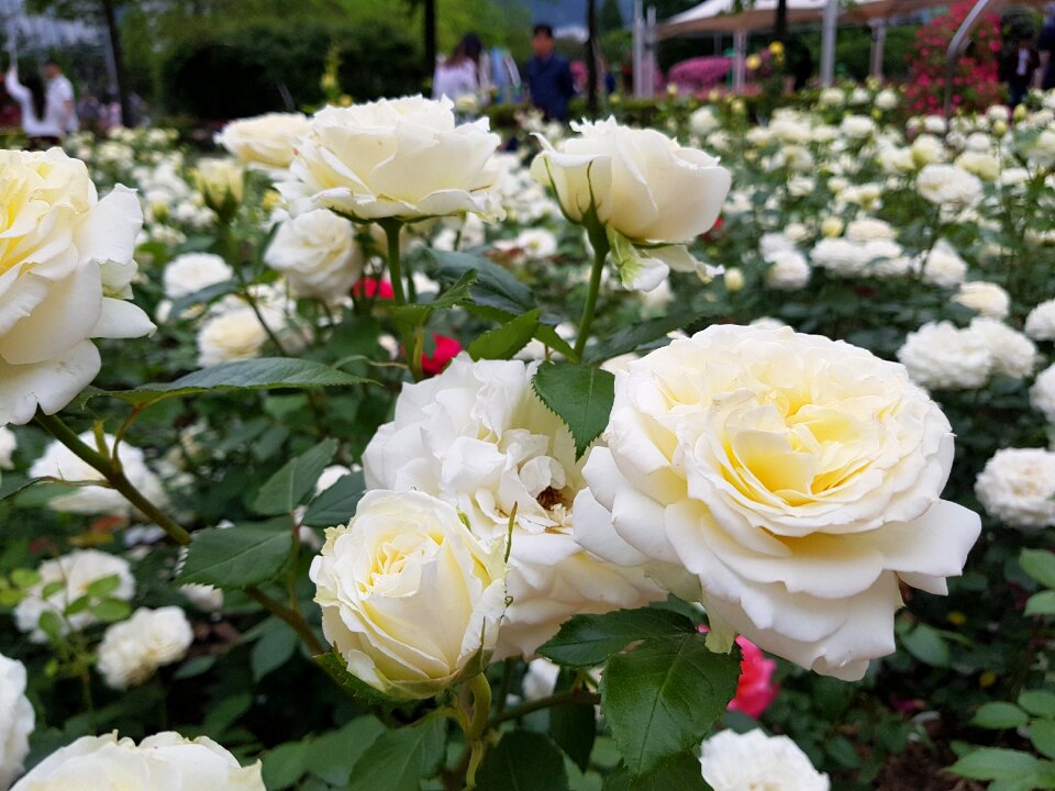 Park korea
