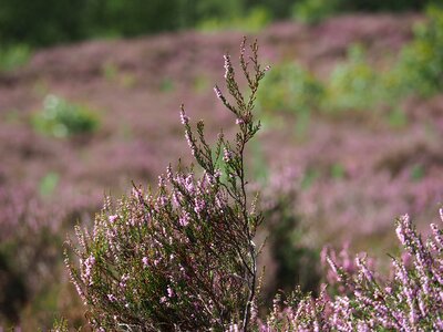 Landscape flowering hiking route