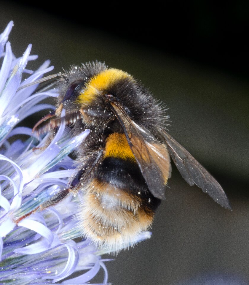 Nature yellow honeybee