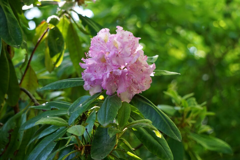 Nature garden summer