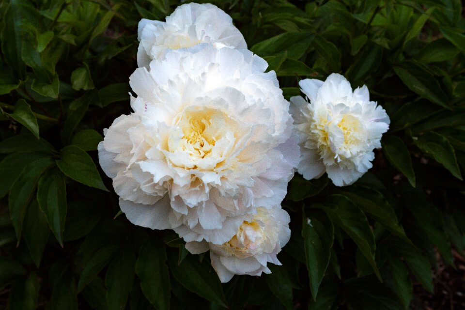Flower spring