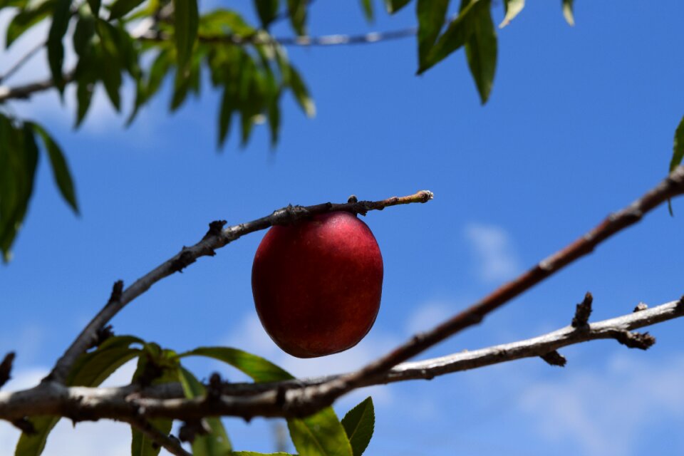 Fresh branch nature