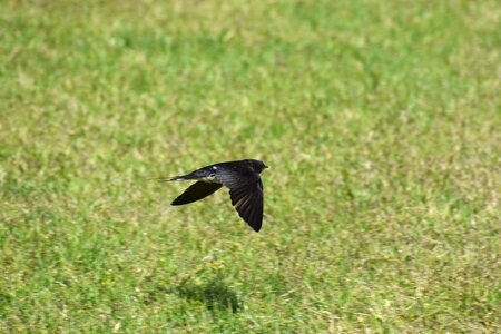 Bird wild birds yan
