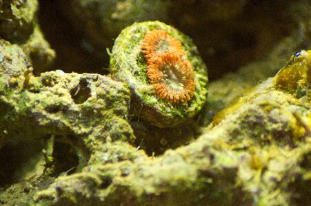 Polyp aquarium reef