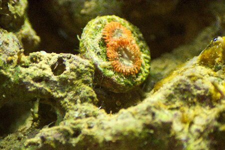 Polyp aquarium reef photo