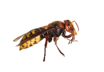 Wasps wasp macro photo