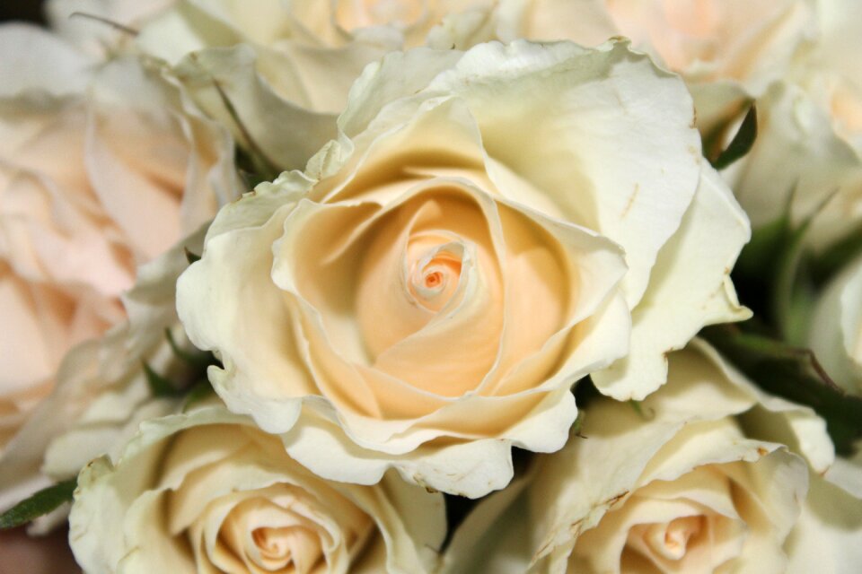 Bloom wedding rose bloom