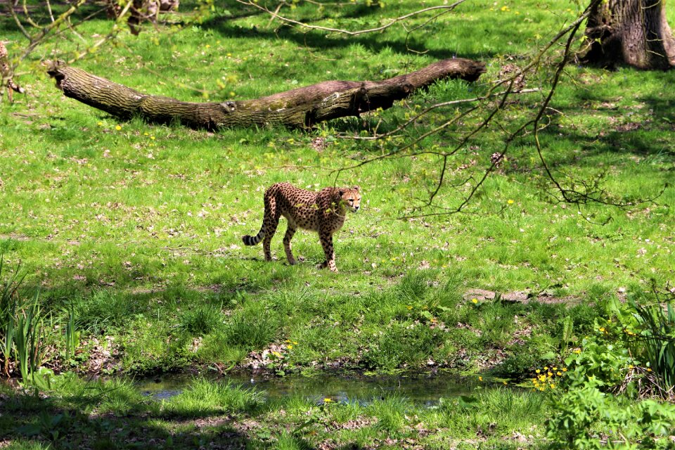 Feline nature tawny