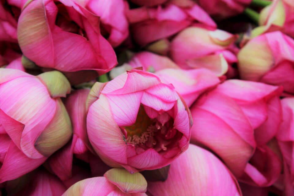 Vietnam flower sunny