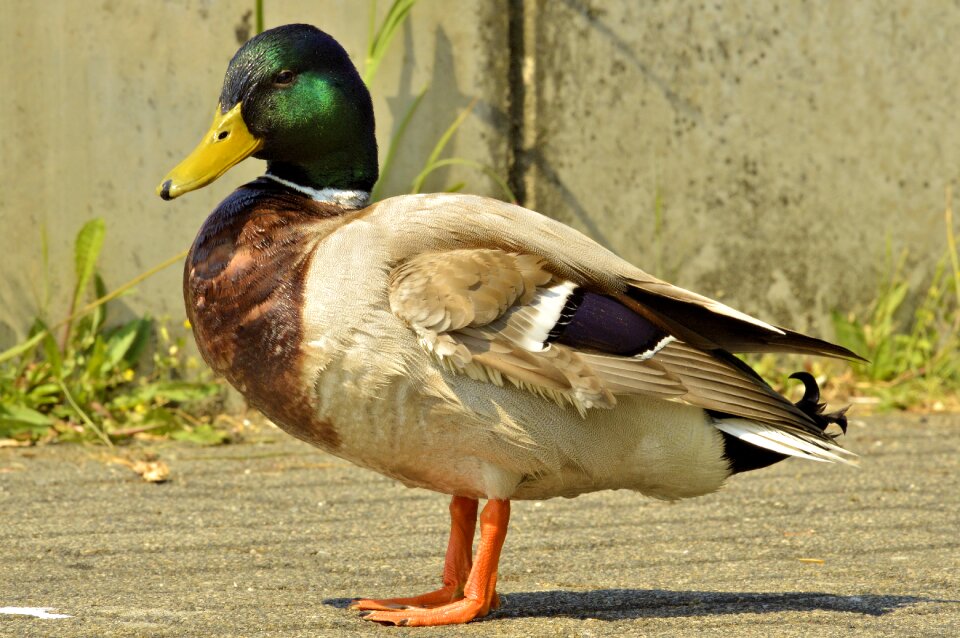 Duck nature bird