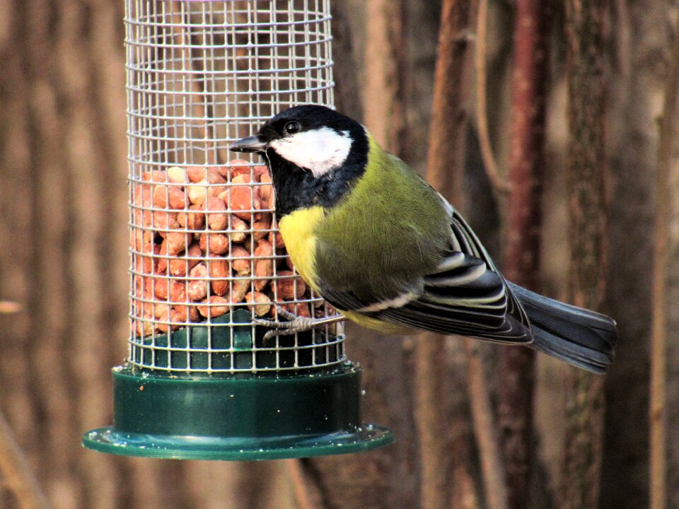 Chickadee bird feeding tray park