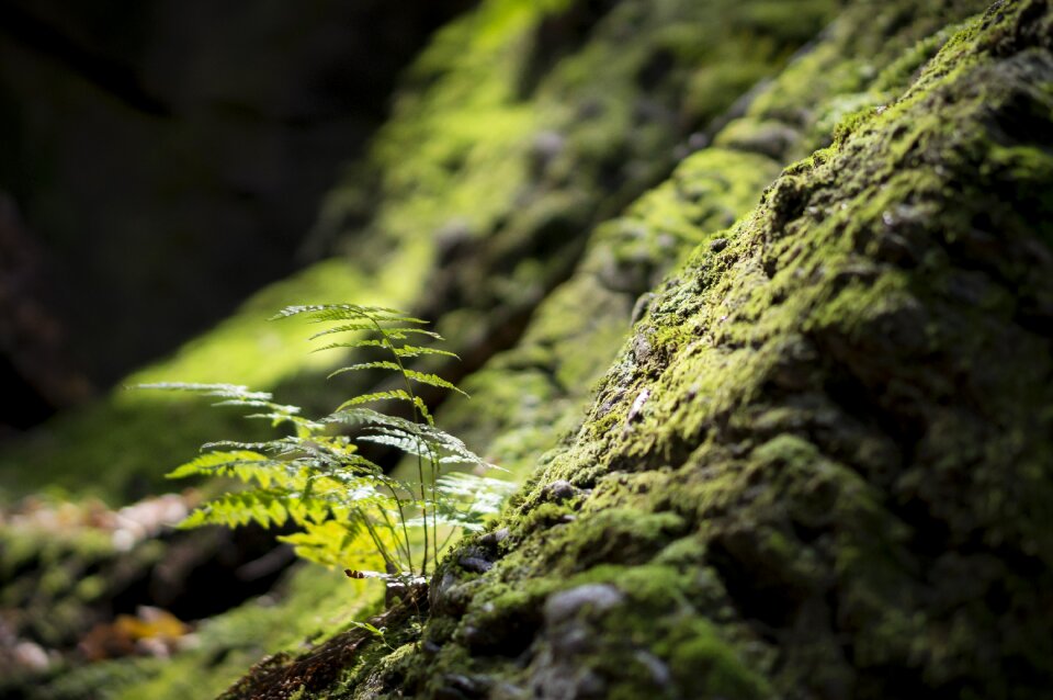 Rock woods nature