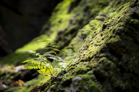 Rock woods nature photo