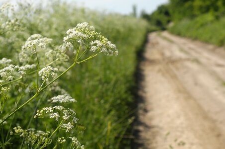 Flower shoulder sand