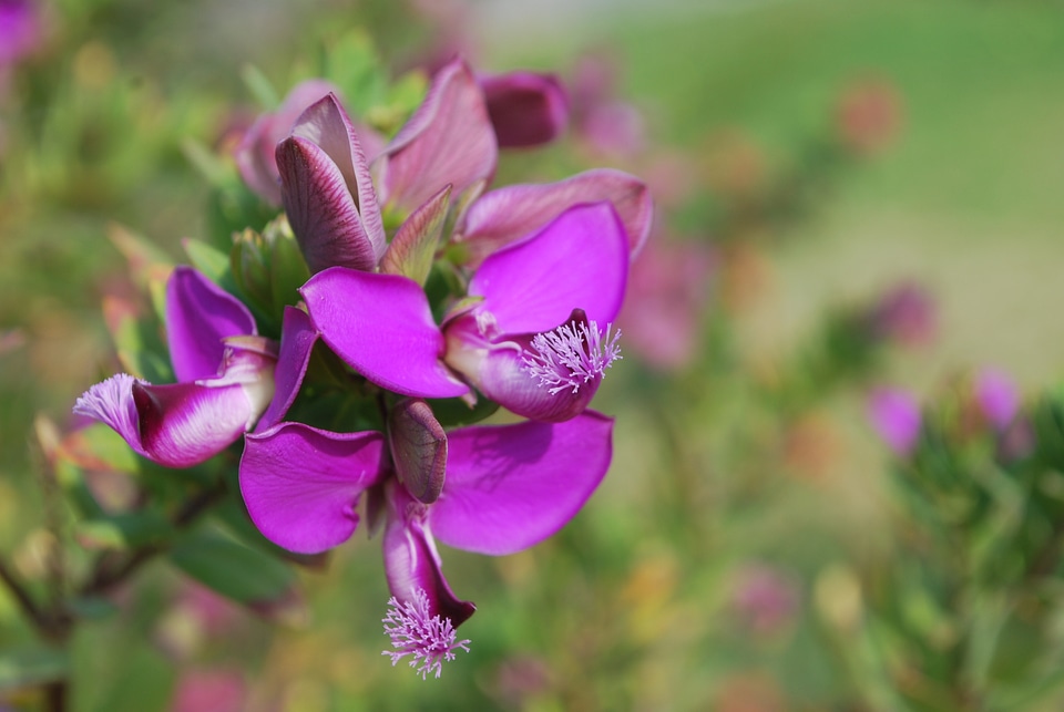 Cyprus nature summer photo