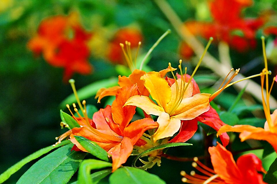 Spring flowers nature bloom