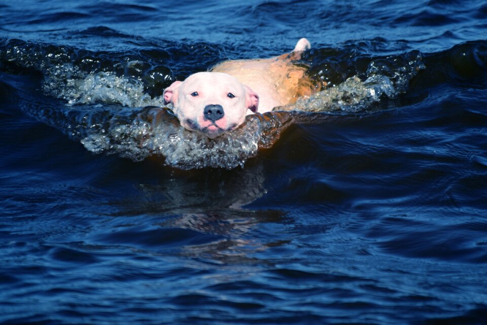 Animal pet canine