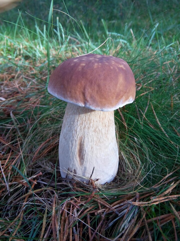 Mushroom field forest