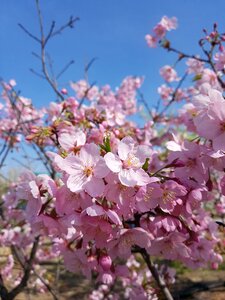 Pink nature landscape