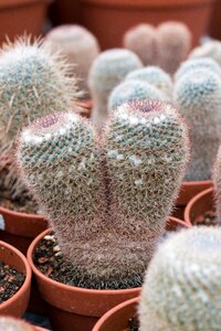 Spur cactus close up