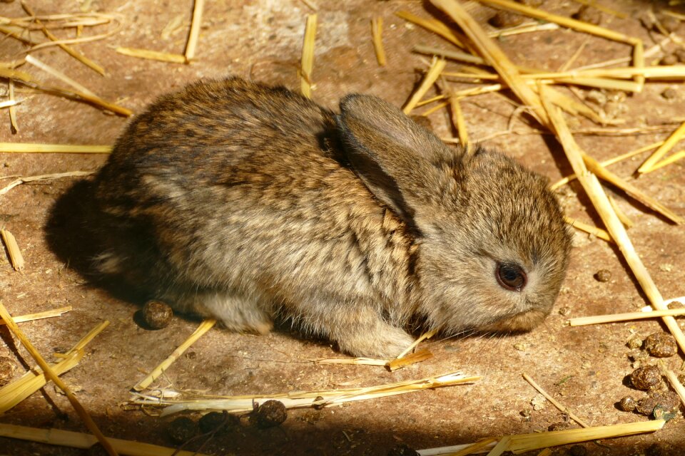 Baby fauna nature