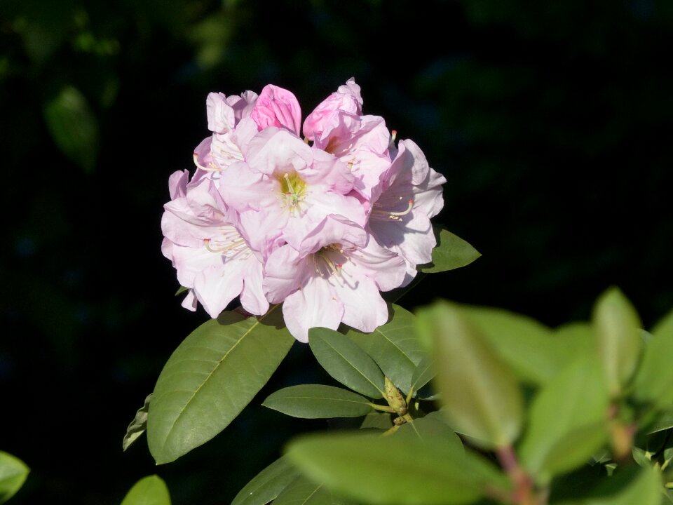 Flower gentle botanical garden