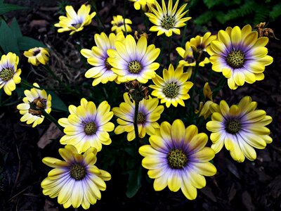 Nature the delicacy plant