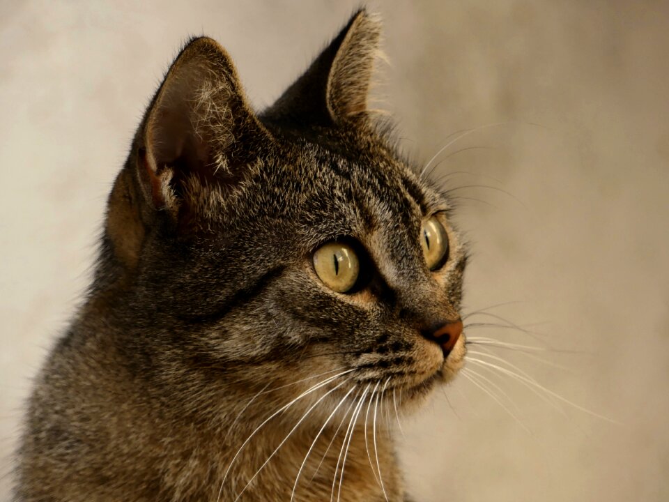Tomcat animal outside