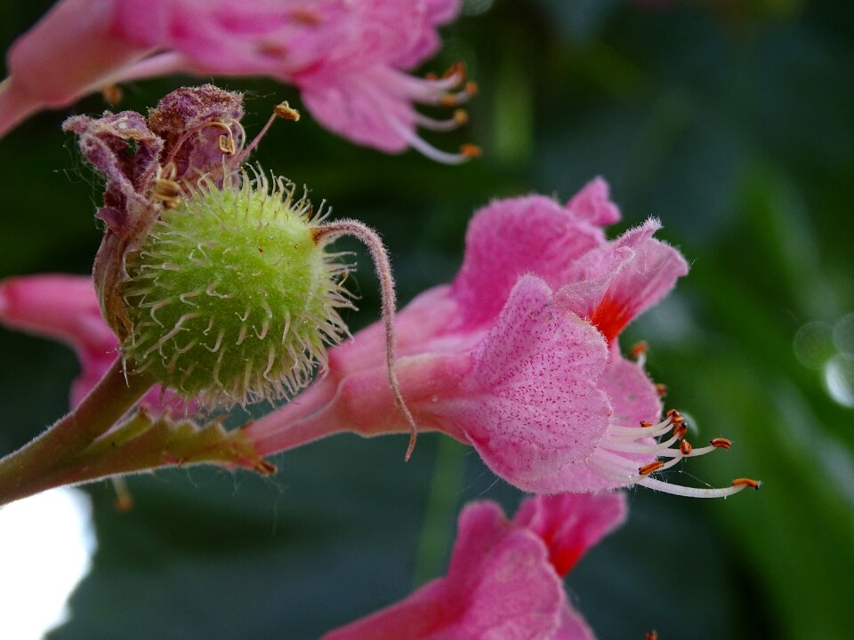 Spring tree fruits